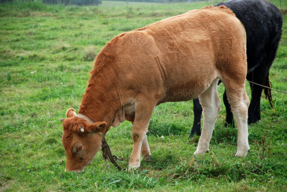 Animals cow field photo