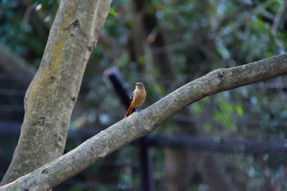 Wild animals bird a key