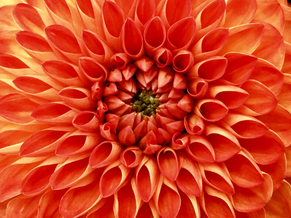 Bloom orange garden