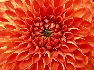 Bloom orange garden