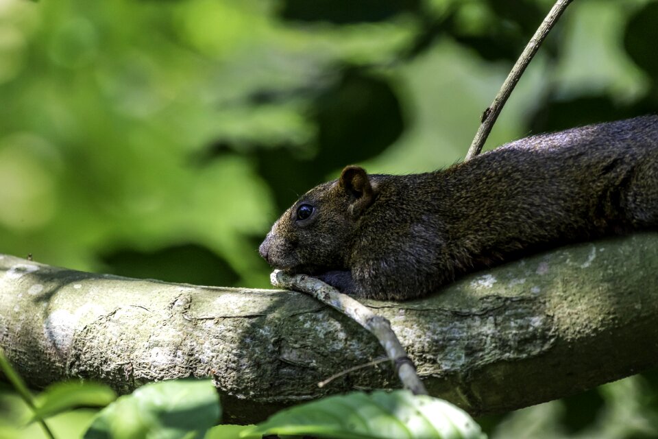Animal wood outdoors