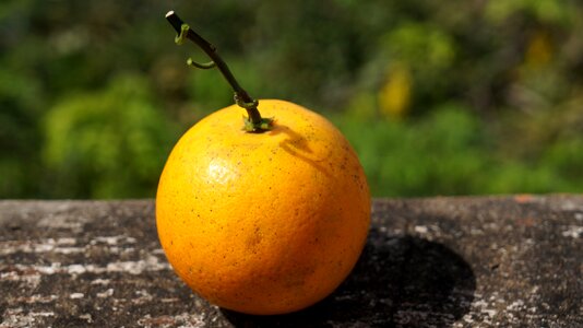 Orange yellow cam vinh vietnam photo