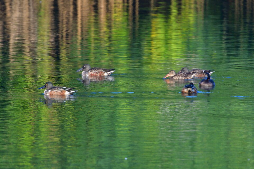 Bird reflection shoveler