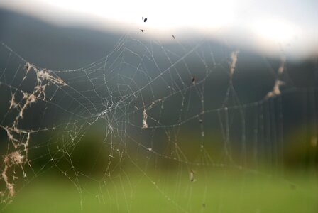 Arachnophobia bugs network