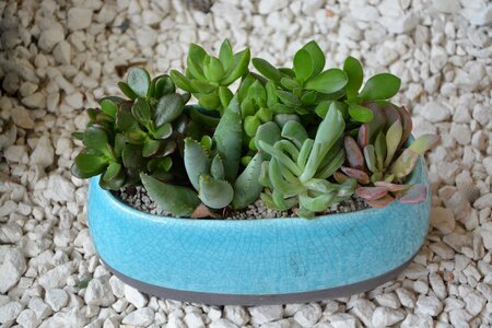 Cactus gift offer nature