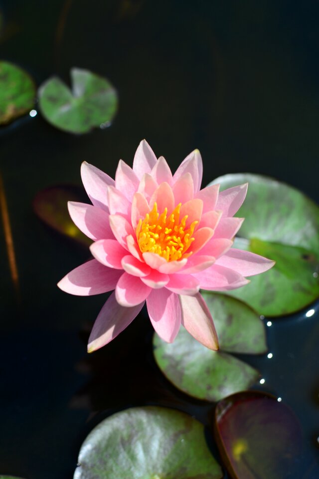 Flower lotus pink red