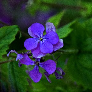 Leaf garden blossom photo