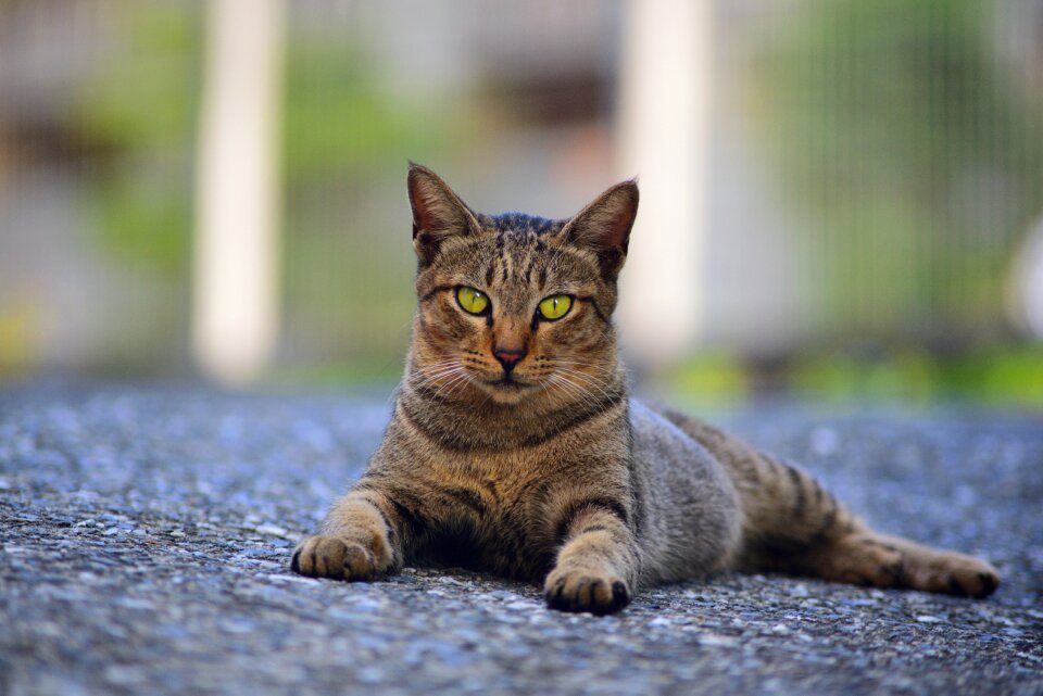 Cute nature cat