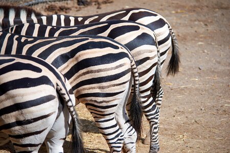 Black and white zoo wild animal