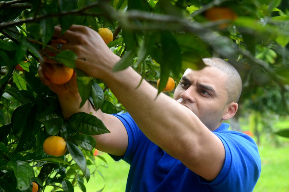 U.S. Marine Corps Sgt. Jose Arroyo picks oranges while participating in a community relations event in Lisbon, Portugal, Feb. 28, 2014, during a port visit of the amphibious assault ship USS Bataan (LHD 5) 140228-N-MW280-251