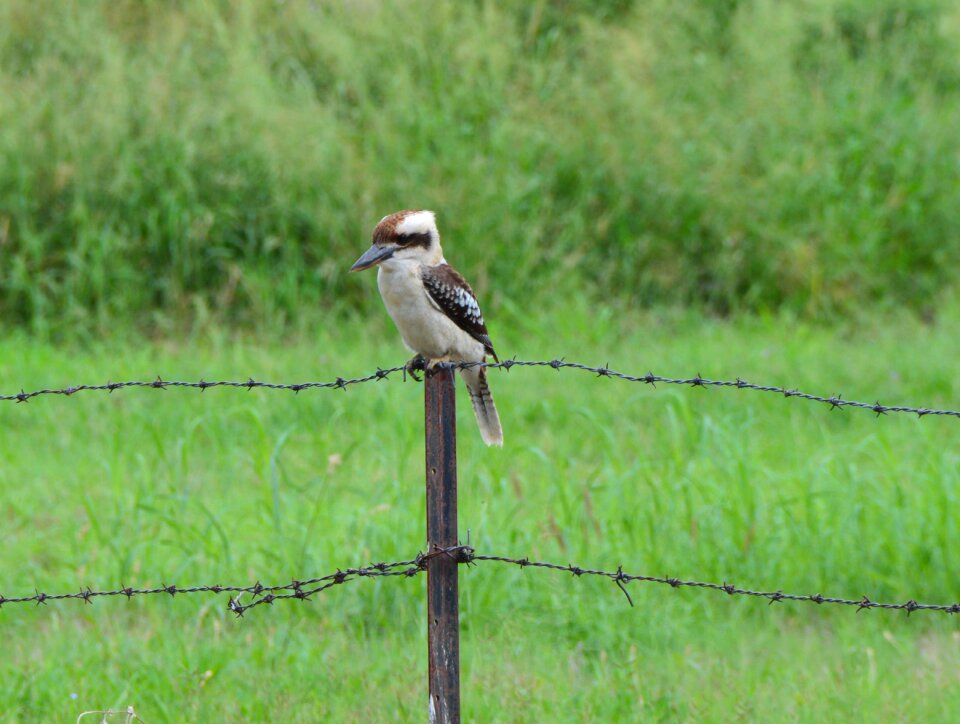 Outdoors australia nature