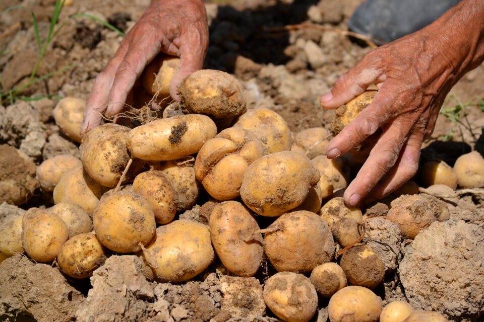 Farm harvest gardening