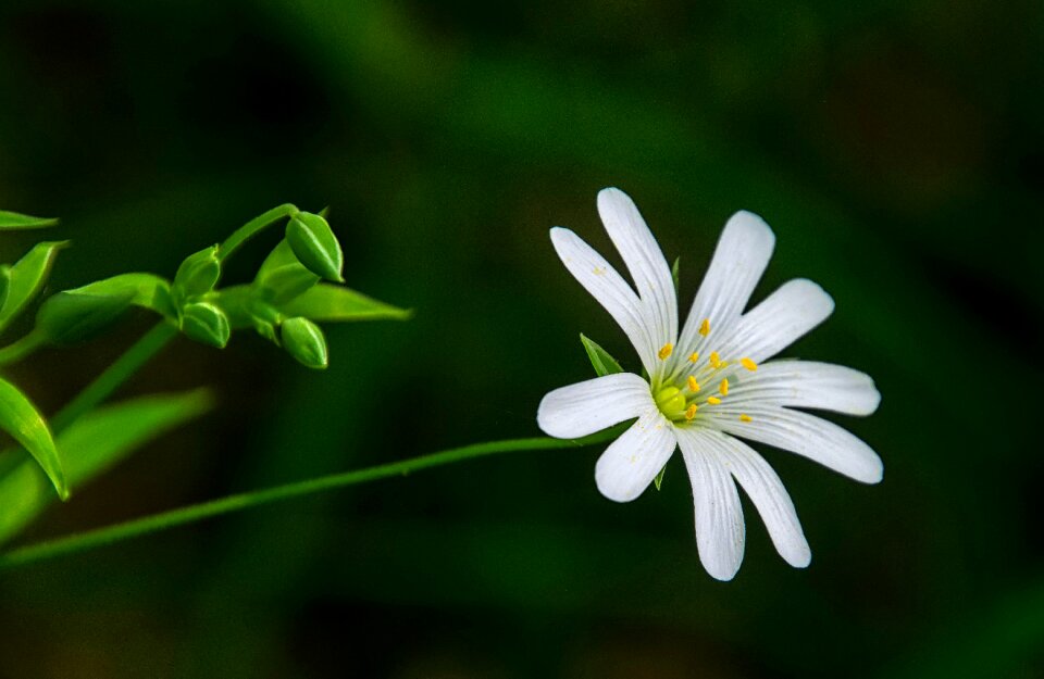 Flower summer blossom photo