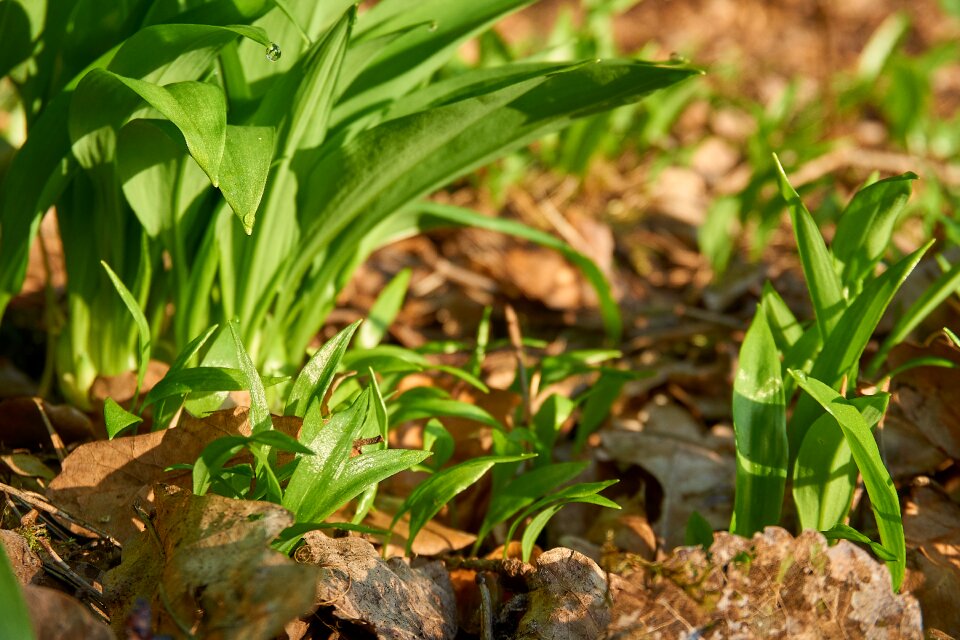 Garlic leaves wild vegetables fresh