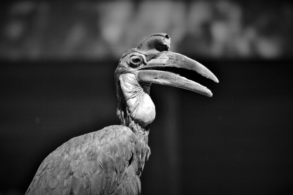 Bucorvus bird bill