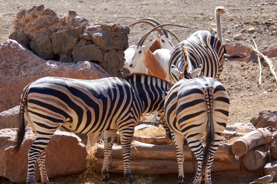 Black and white zoo wild animal