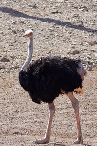 Bill ostrich animal photo