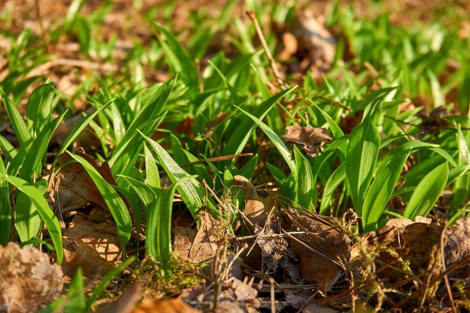 Garlic leaves wild vegetables fresh