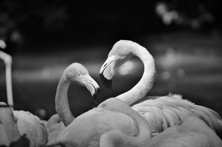 Bill plumage feather photo