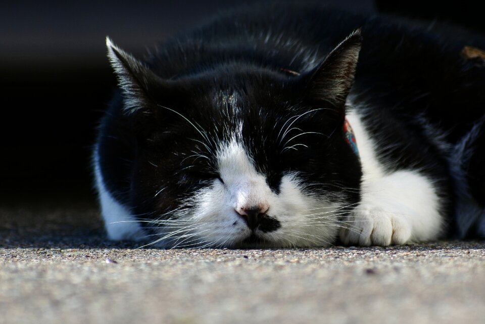 Take a nap sleepy natural
