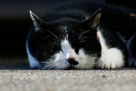 Take a nap sleepy natural