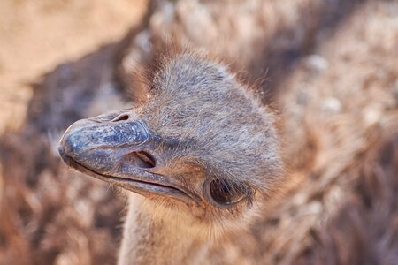 Bill ostrich animal