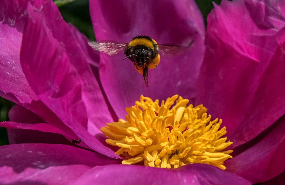 Bloom peony flower