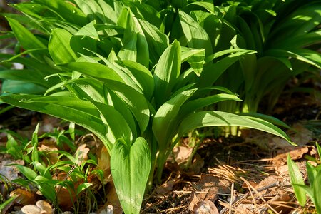 Garlic leaves wild vegetables fresh