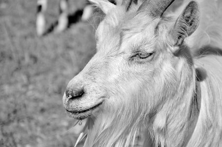 Goatee goat's head goat buck photo