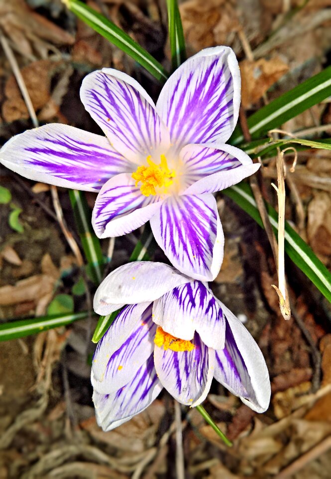 Early bloomer purple white flowers blossomed