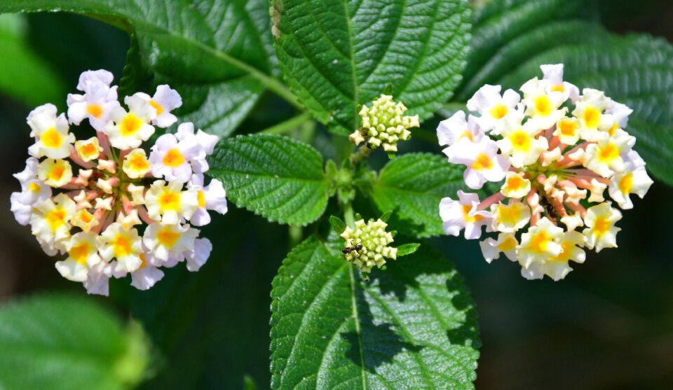 Floral yellow insect photo