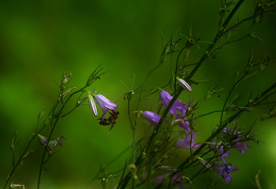 Nature flower plant