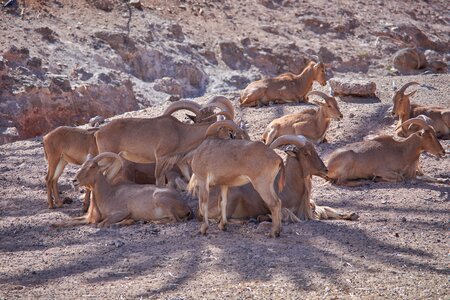 Wild animal safari big game