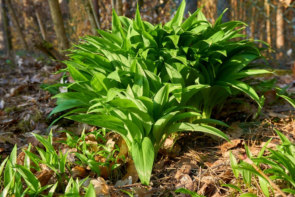 Garlic leaves wild vegetables fresh