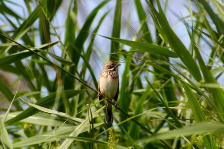 Bird wild birds little bird photo