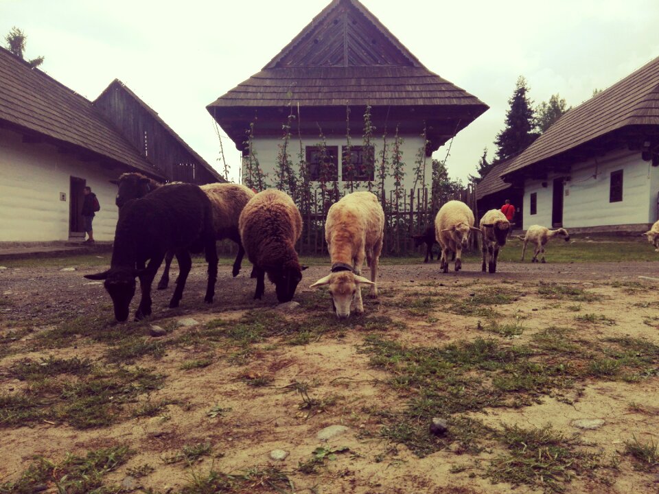 The countryside sheep hamlet
