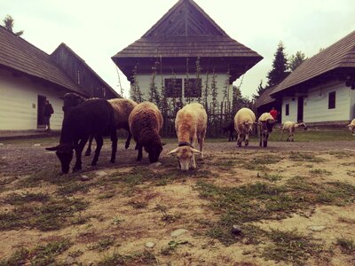 The countryside sheep hamlet