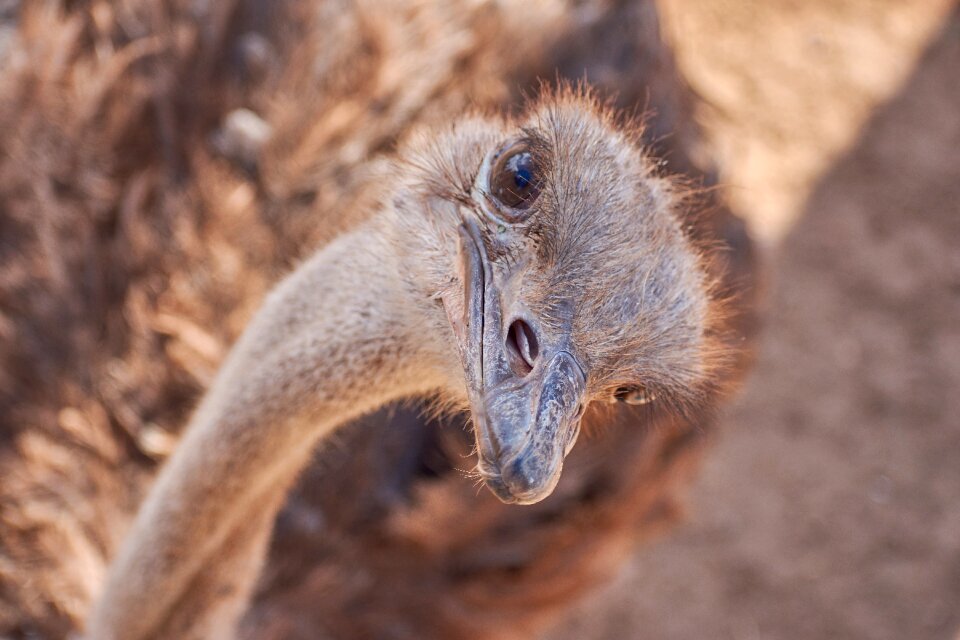 Bill ostrich animal