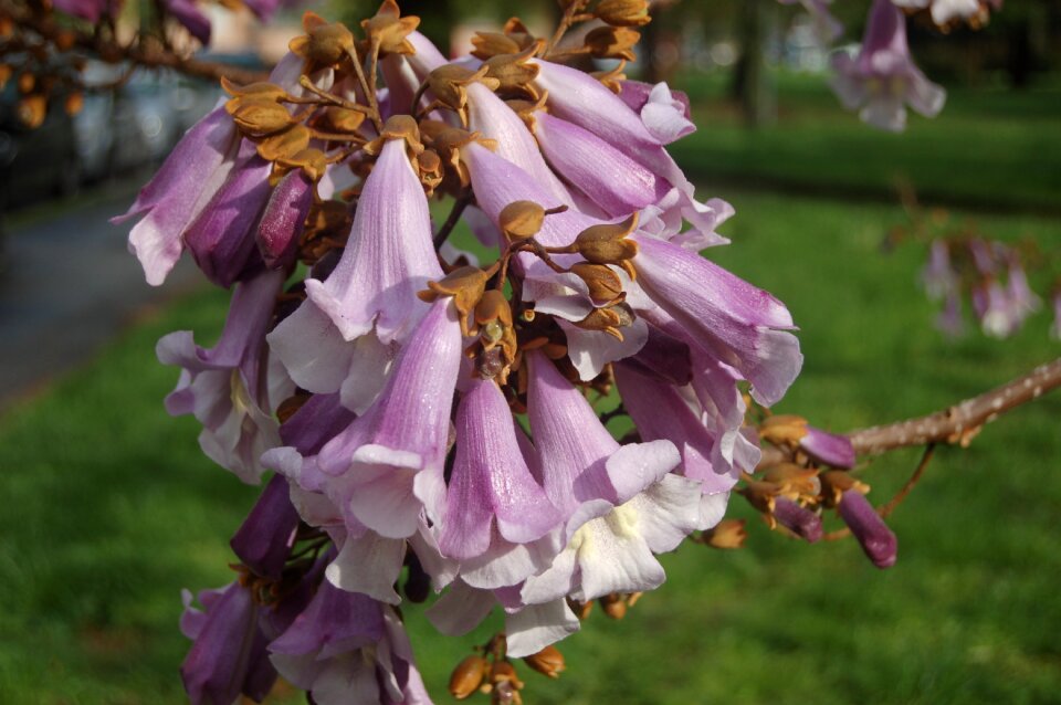 Outdoors bloom floral