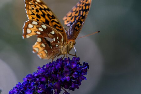 Summer nature flower