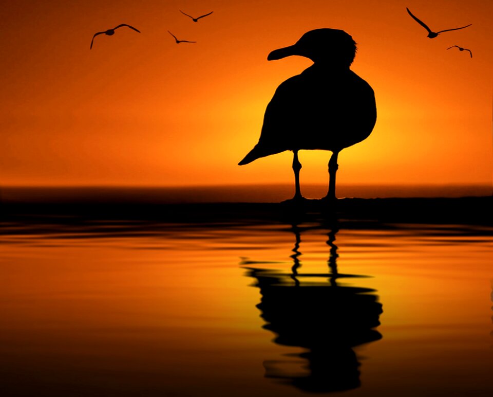 Solar seagull nature