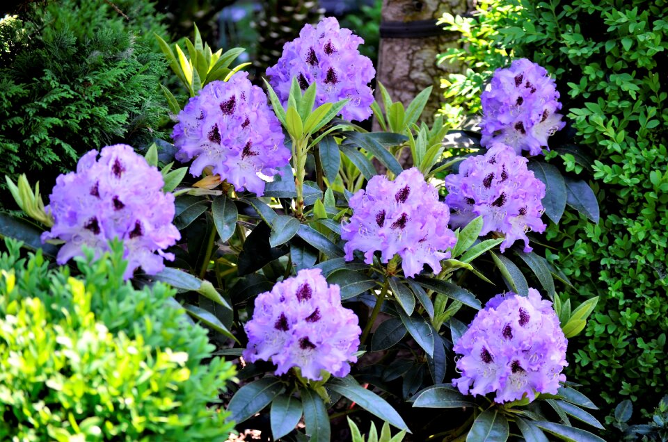 Sheet summer flowering