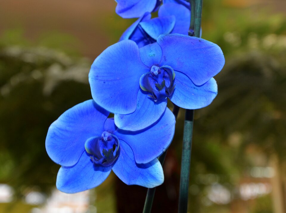 Flowering plants gift