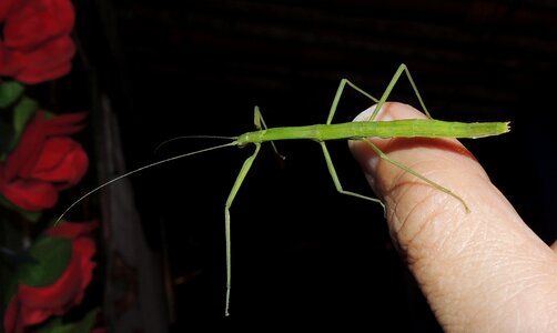 Nature stick insect weirdo photo