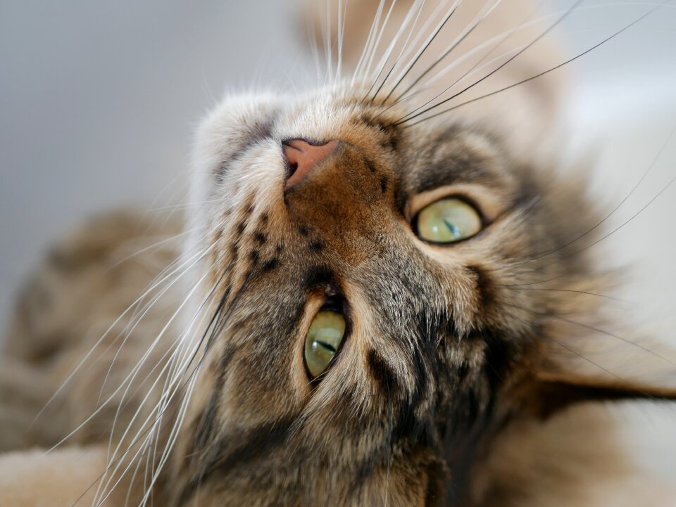 Animal mammal portrait