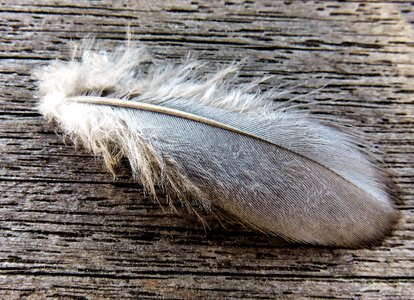 Quill down feather fine