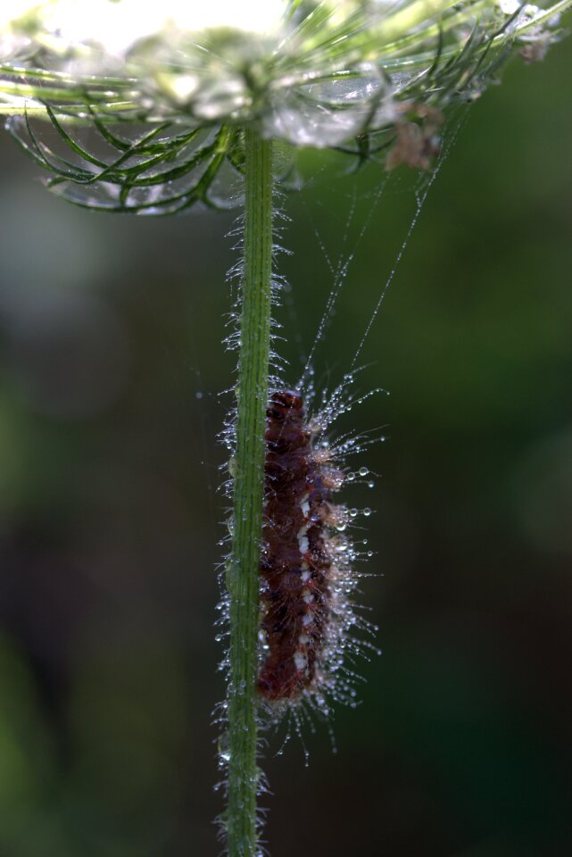 Drops brown plant