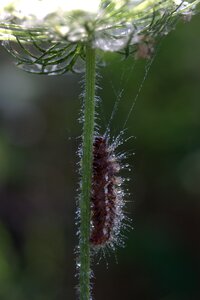 Drops brown plant