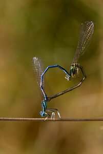 Wings plant nature