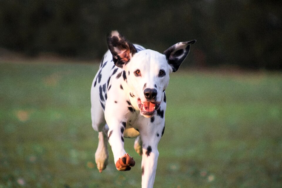 Cute nature dalmatians